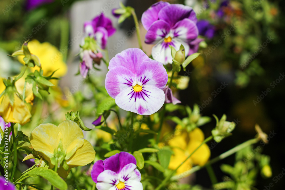 Purple Pansies From Grandma's Garden Purple Pansies From Grandma's Garden