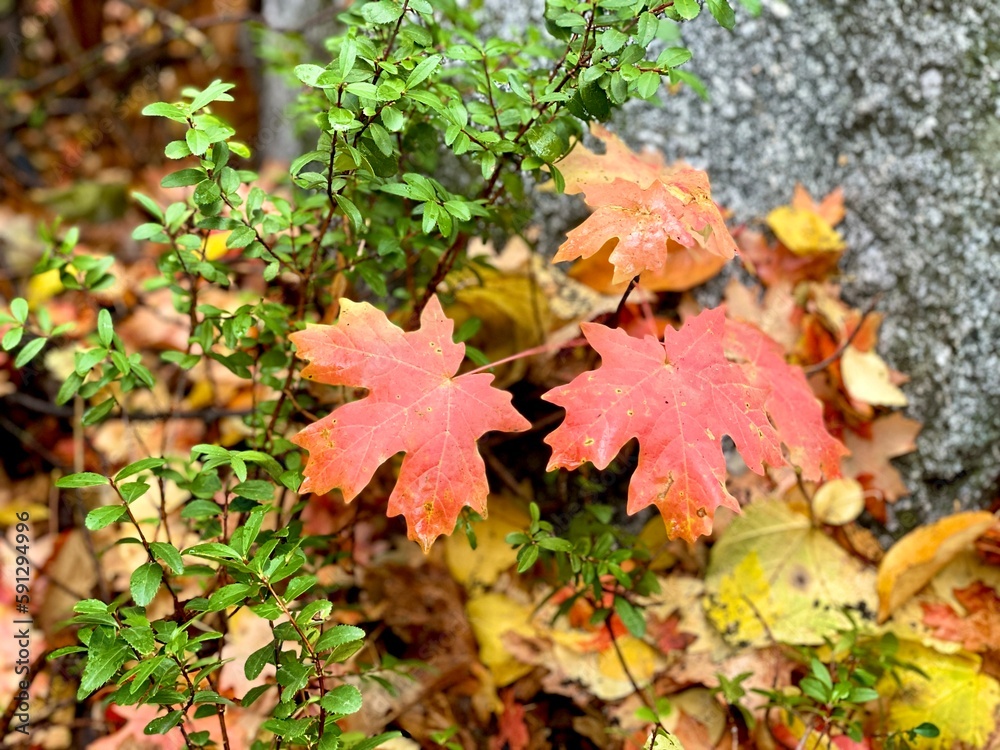 Utah leaves in the fall up the canyon Utah leaves in the fall up the canyon