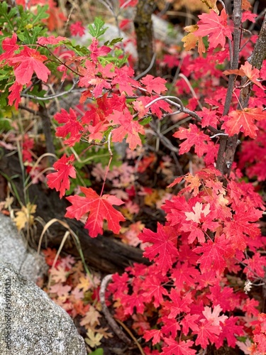 Fall leaves closeup in the Utah 