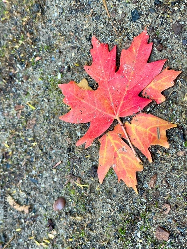 Fall leaves closeup in the Canyon