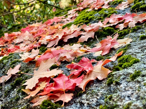 Close up of colorful leaves on a rock with moss
