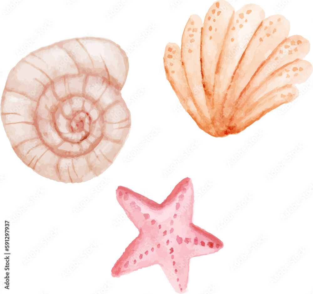 set of seashells beach