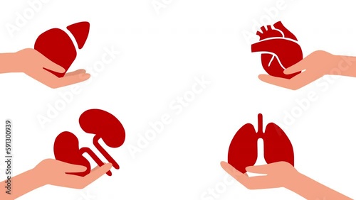 Hands holding human organs. World Organ Donation Day. Concept of organ donation, heart transplant, lungs, liver, kidneys. Volunteering for a patient. Video animation.