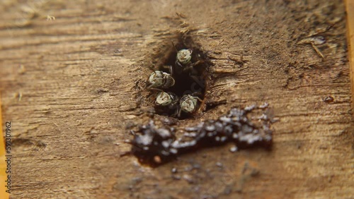 Trigona leviceps, a species of stingless bee, is known for its distinctive markings. They fiercely protect their hives. photo