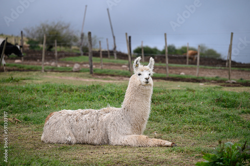 llama on the grass © Pannna