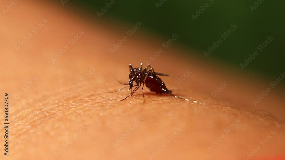 A mesmerizing macro video captures a mosquito delicately siphoning blood from its host, showcasing nature's intricate design.