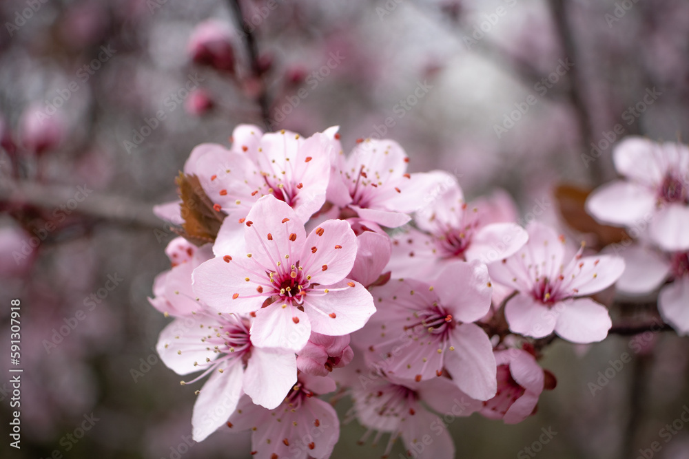 Obraz premium pink cherry blossom