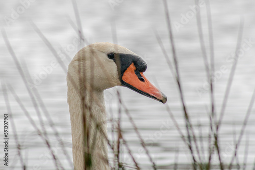 Fototapeta Naklejka Na Ścianę i Meble -  swan on the lake