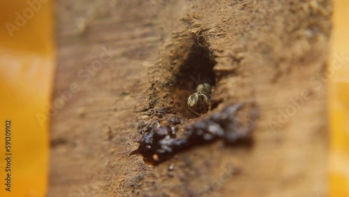 Trigona leviceps, a species of stingless bee, is known for its distinctive markings. They fiercely protect their hives. photo