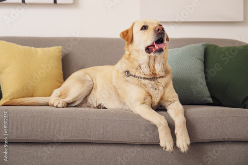 Cute Labrador dog lying on sofa at home