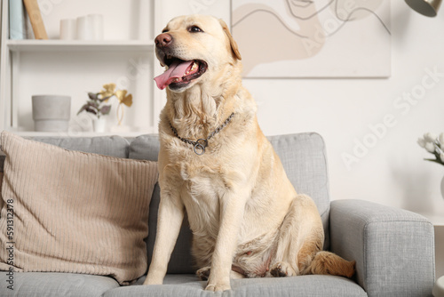 Fototapeta Naklejka Na Ścianę i Meble -  Cute Labrador dog sitting on sofa at home