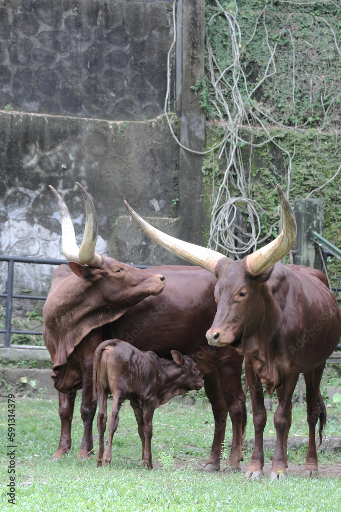 Ankole watusi cow couple sunbathing with their calf in an open cage at a Yogyakarta zoo Ankole watusi cow couple sunbathing with their calf in an open cage at a Yogyakarta zoo
