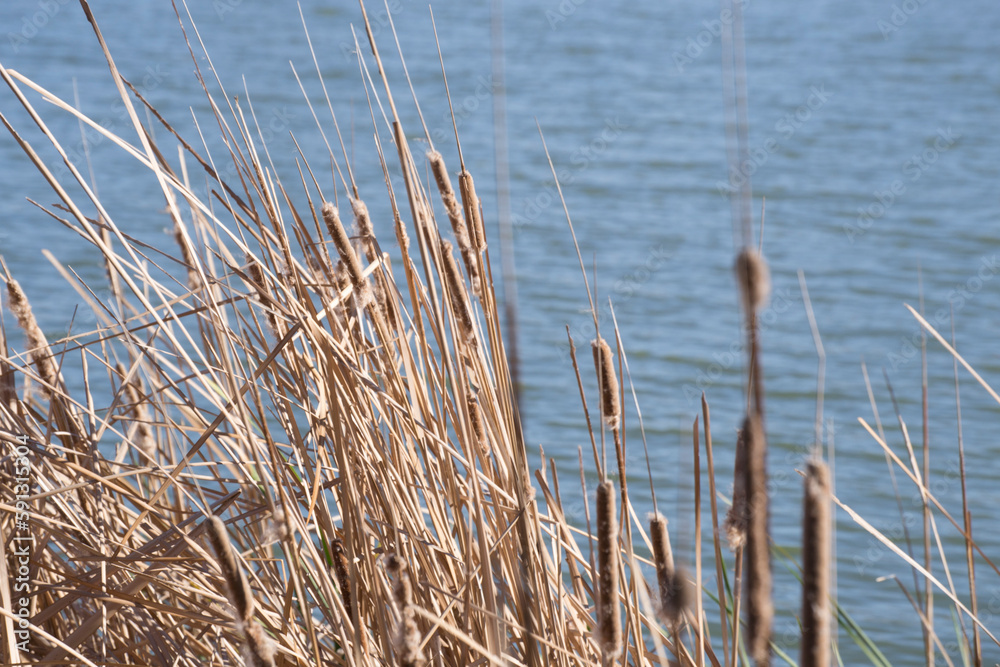 Lakeside willows Lakeside willows