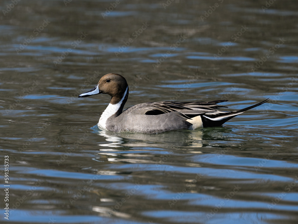 Male Northern Pintail swimming in dark water Male Northern Pintail swimming in dark water