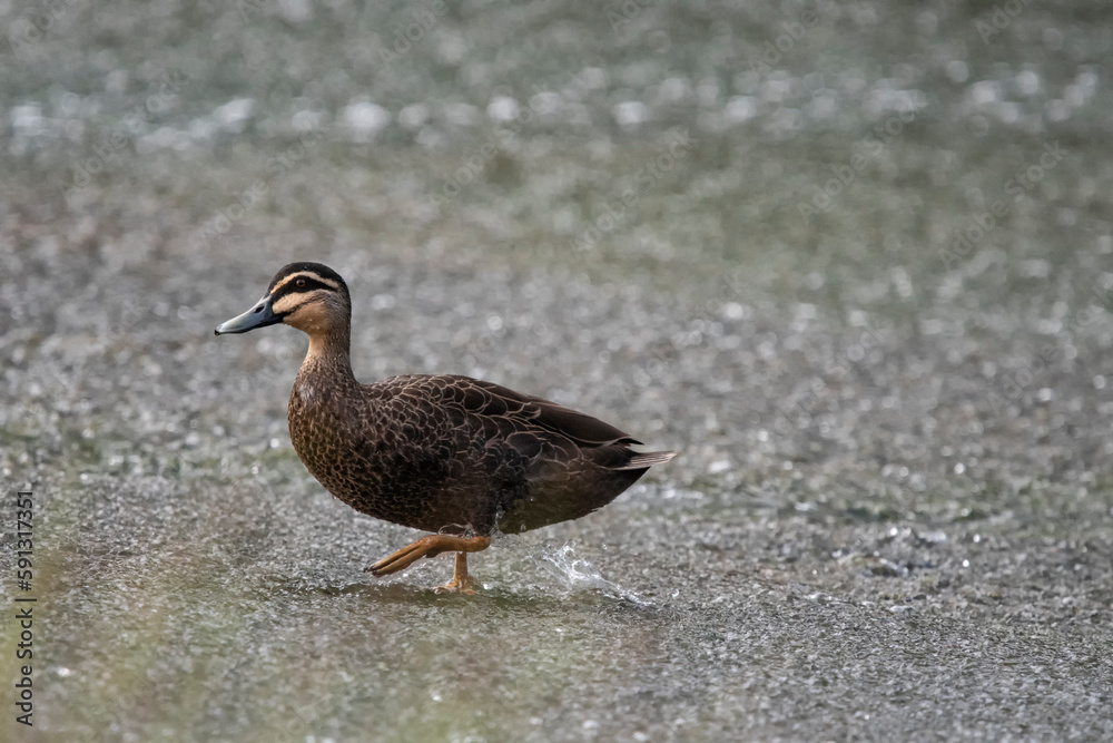 duck walking on the water duck walking on the water