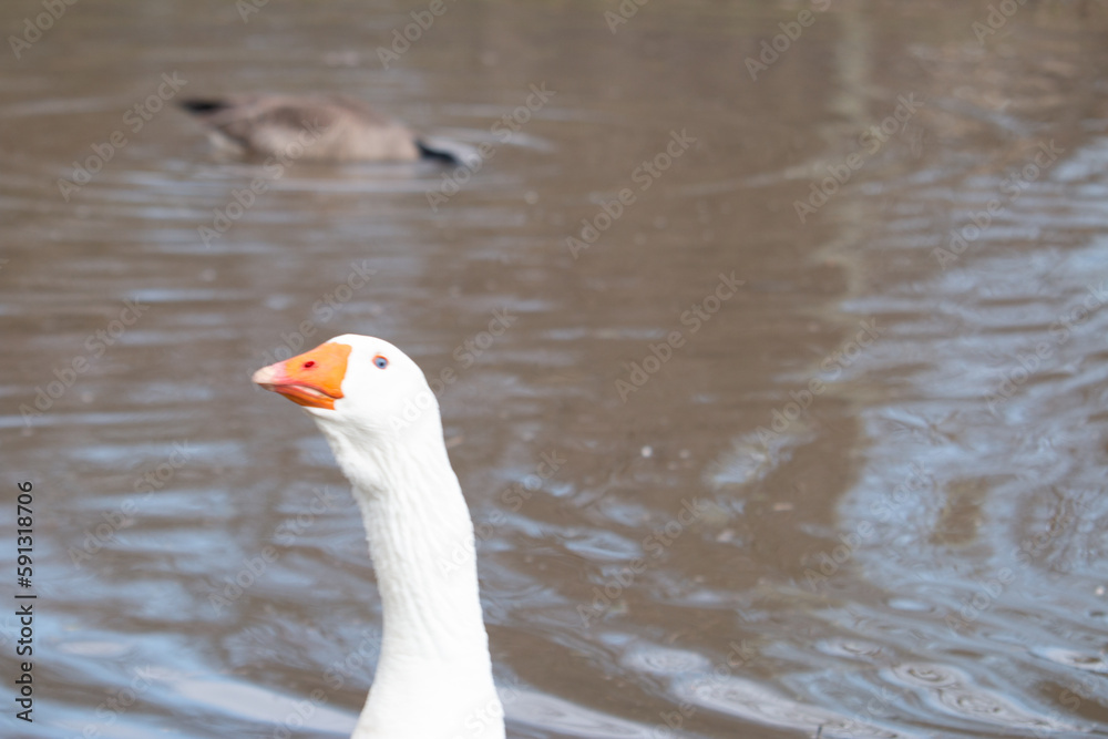 Portrait of Domestic goose, Anser cygnoides domesticus, in profile on bright green blurred background. Domesticated grey goose, greylag goose or white goose portrait.