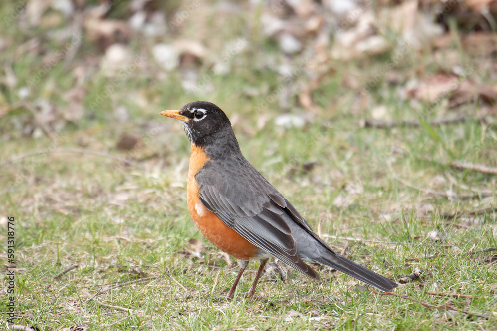 Fototapeta premium robin on the ground