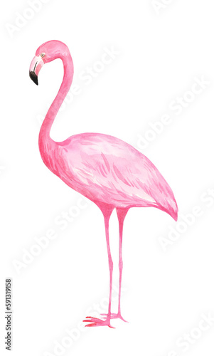 Watercolor illustration of pink flamingo.