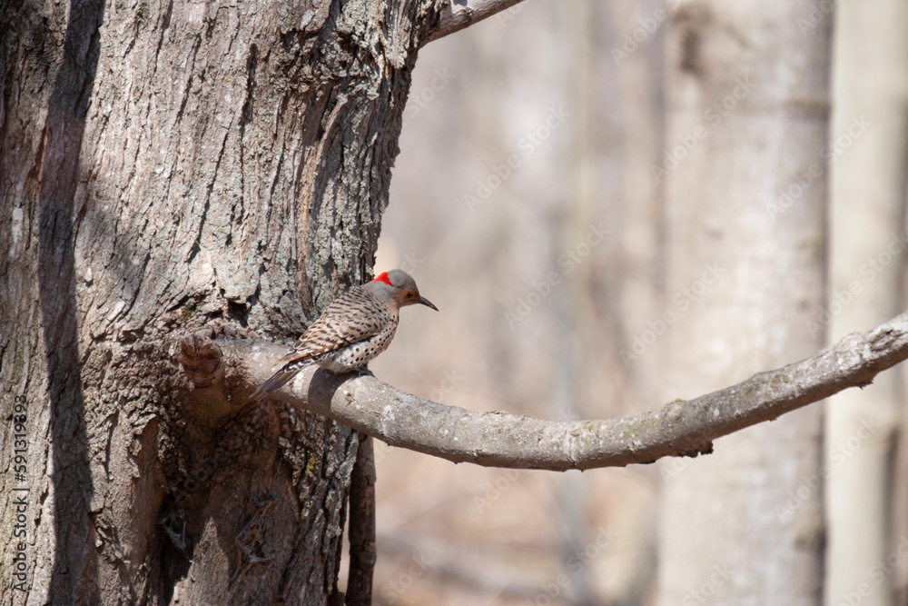 Obraz premium Male red-shafted northern flicker perched on tree stump.