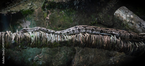 Foto serpiente