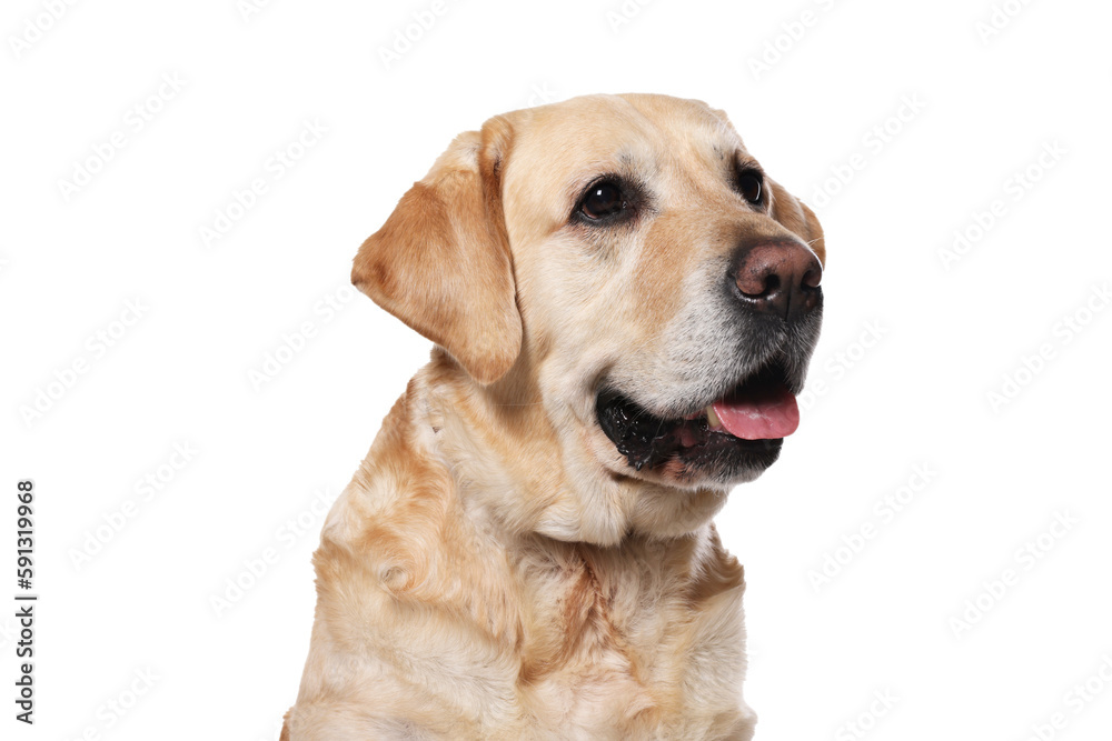 Cute Labrador Retriever in dog collar on white background