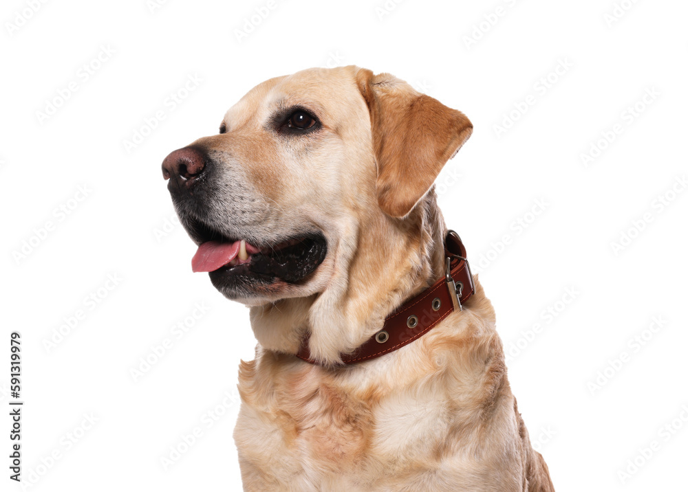 Cute Labrador Retriever in dog collar on white background