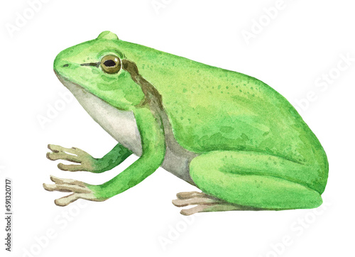 European tree frog, Hyla arborea, watercolor illustration isolated on white background.