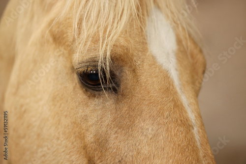 Adorable horse on blurred background, closeup. Lovely domesticated pet