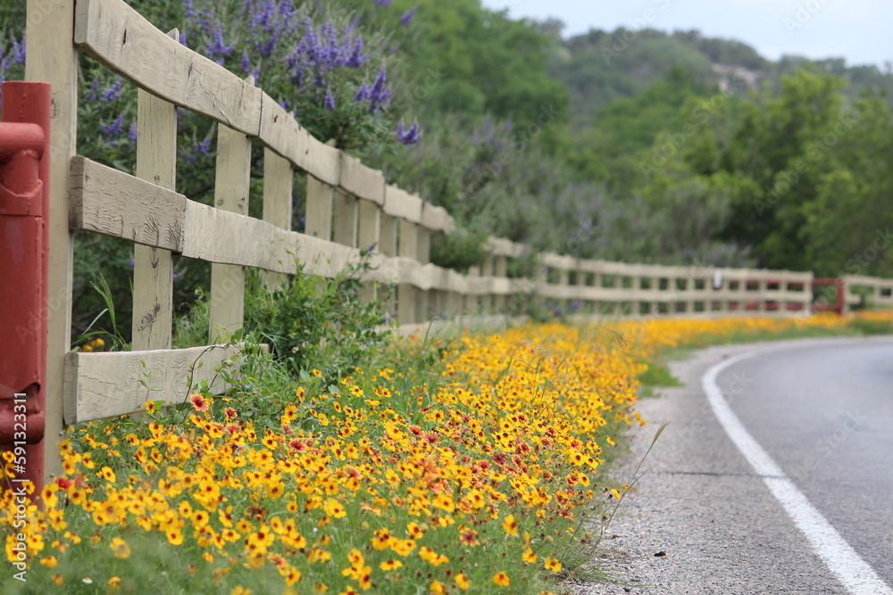 Fototapeta premium wildflower drive