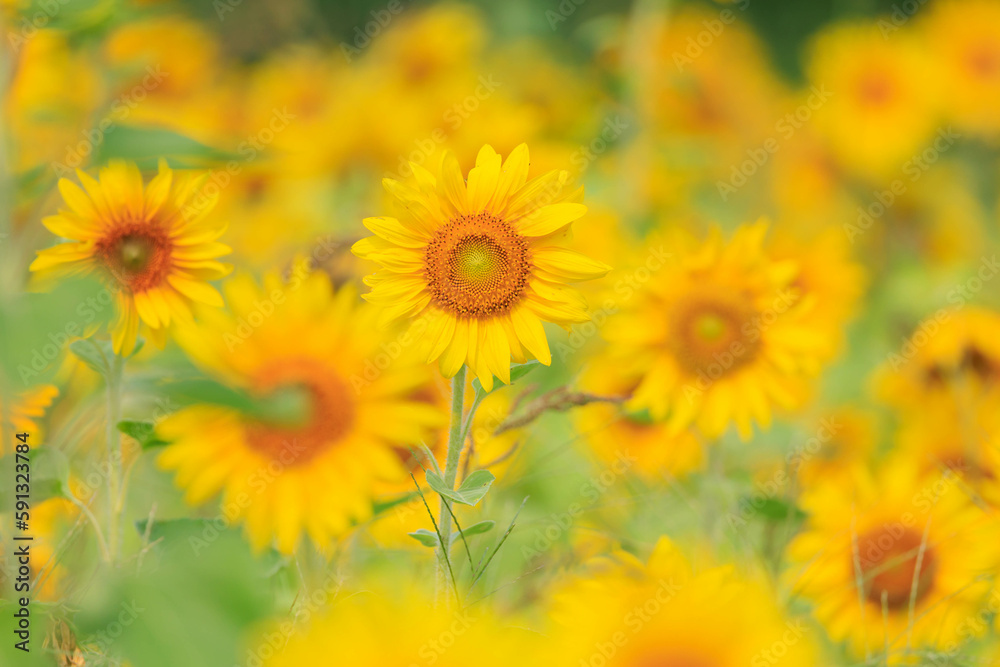 Fototapeta premium 向日葵の絨毯(但東ひまわり祭り)