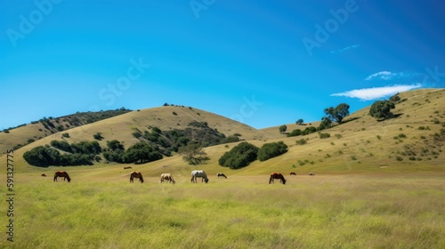 A pasture with grazing horses and blue sky