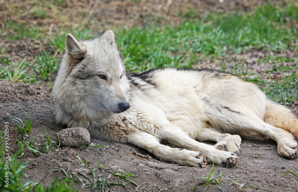 Obraz premium Cute Wolfdog - Canada