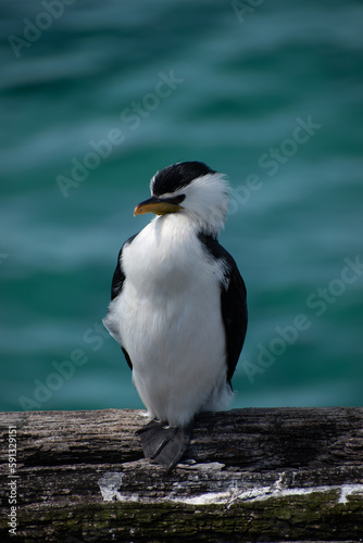 Australia, Australian Pied Cormorant Seabird is a medium-sized member of the cormorant family. It's easy to spot it around the coasts of Australasia. This one was caught on Busselton Jetty in WA. © Kristyna