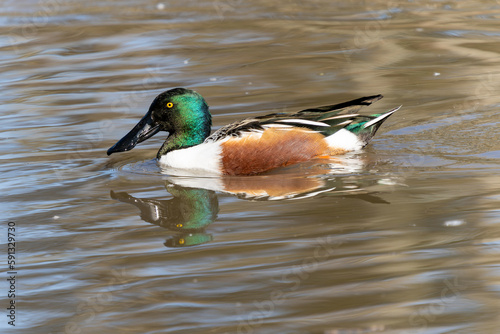Northern Shoveler in a local pond