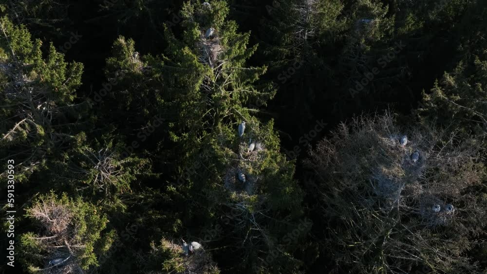 Aerial drone shot of Grey heron colony in the forest. A series about gray herons in Estonia. Aerial drone shot of Grey heron colony in the forest. A series about gray herons in Estonia.