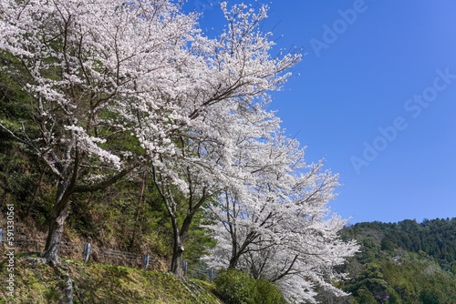 青空バックに見る満開のソメイヨシノ桜の情景