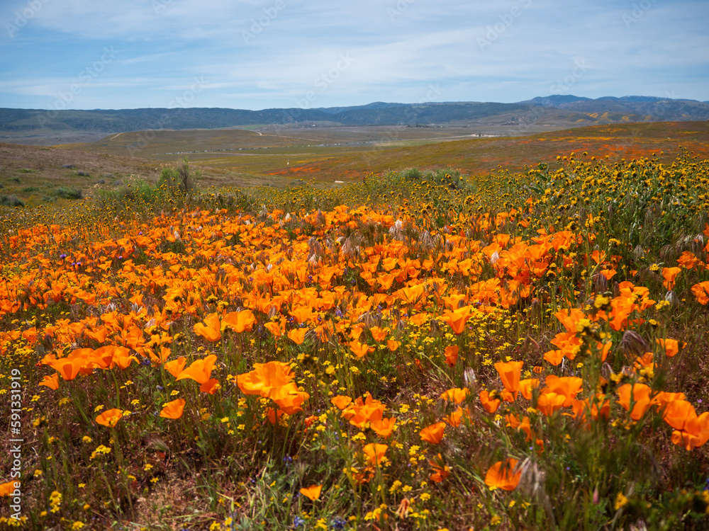 Fototapeta premium California Poppies in Orange superbloom