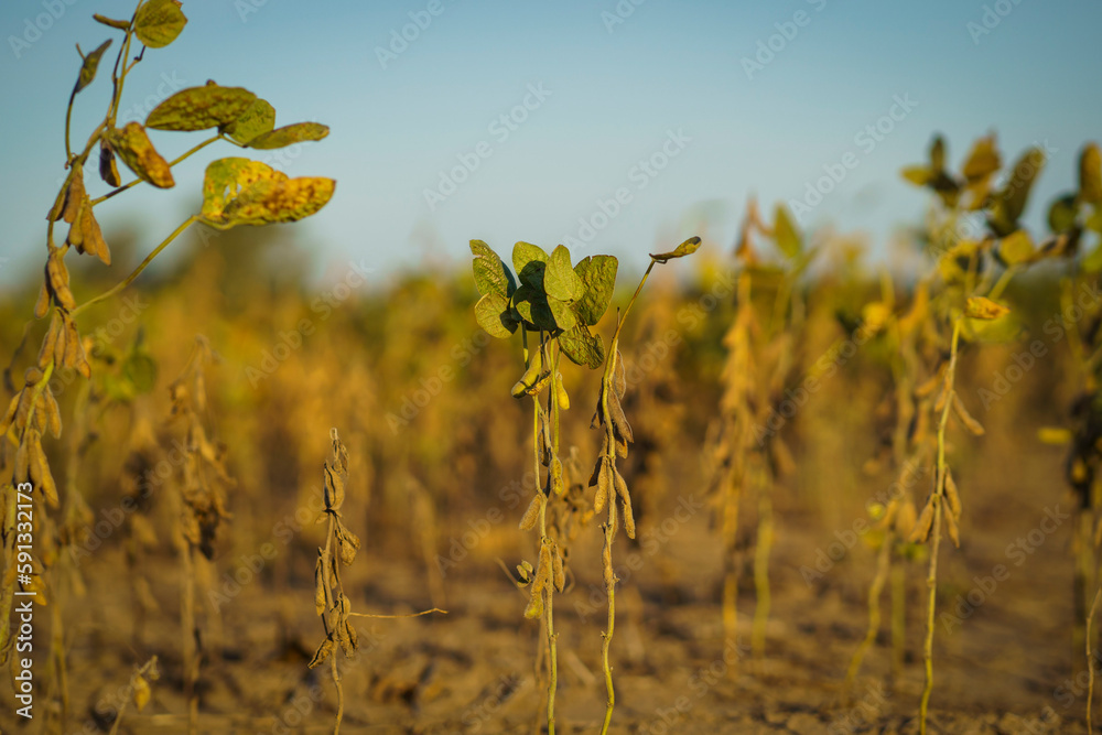 Fototapeta premium Closeup of soybean plants damaged by drought