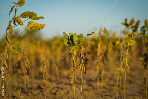 Closeup of soybean plants damaged by drought