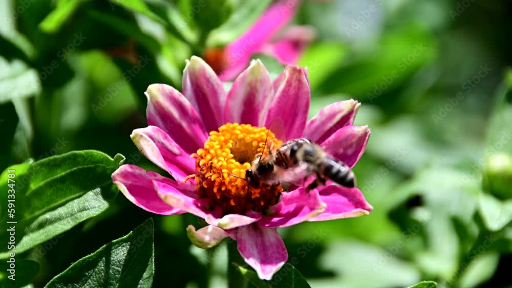 Bee collecting pollen from flower Bee collecting pollen from flower