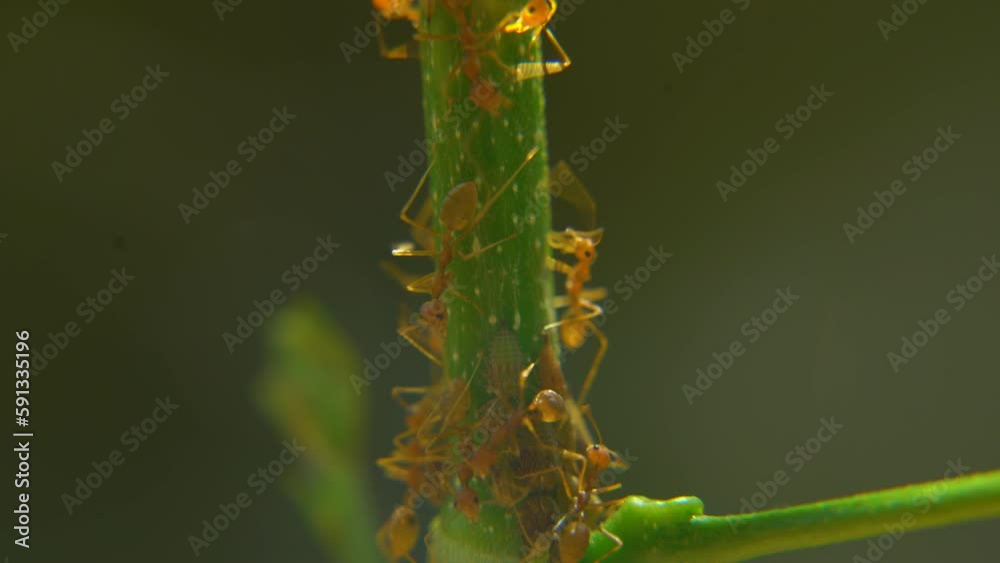 Red giant ants are traveling on tree branches Red giant ants are traveling on tree branches