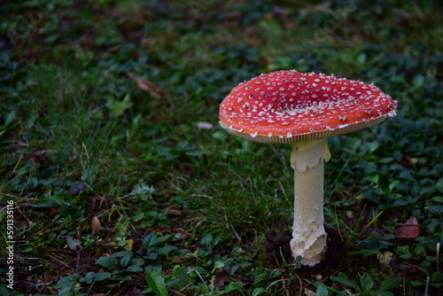 fly agaric mushroom in the forest with grass background