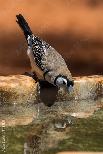 Double-barred Finch in Queensland Australia photo