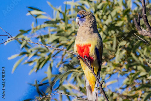 Greater Bluebonnet in Queensland Australia photo