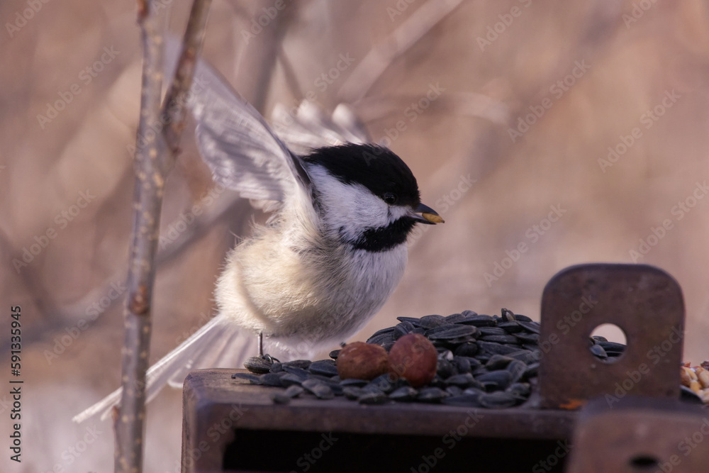 Obraz premium Close up of a Black-capped Chickadee