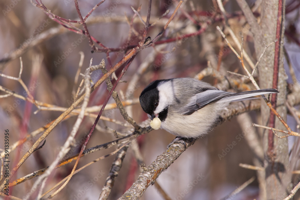 Close up of a Black-capped Chickadee Close up of a Black-capped Chickadee
