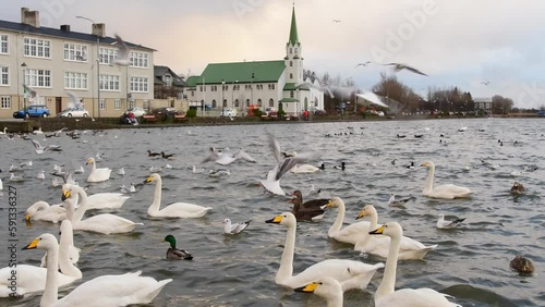 Swans swim in Tjornin lake in central Reykjavik on sunset with lutheran Frikirkjan church background. Popular activity tourist feed swans ducks in Reykjavik photo