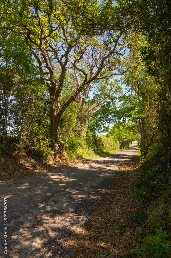 Shade under the canopy of trees along a narrow asphalt road enclosed by the lush foliage of springtime.