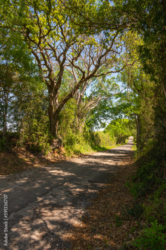 Shade under the canopy of trees along a narrow asphalt road enclosed by the lush foliage of springtime.