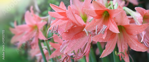 Close-up of pastel Amaryllis flower (Hippeastrum) lilies plant genus.
